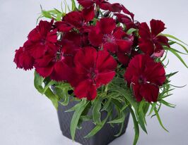 Гвоздика китайська Коронет F1 Скарлеткупити