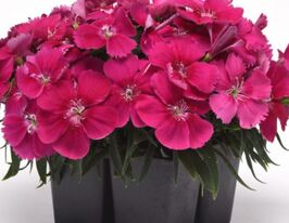 Гвоздика китайська Коронет F1 Строуберрікупити