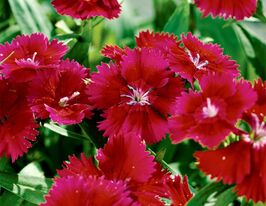 Гвоздика китайська Коронет F1 Червона вишнякупити