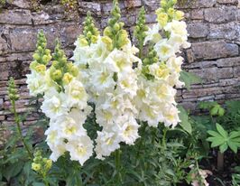 Львиный зев высокорослый Соннет F1 Белый купить