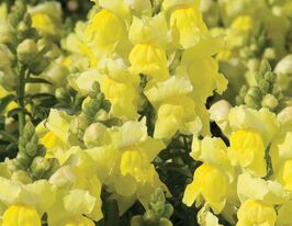 Львиный зев высокорослый Соннет F1 Желтый купить