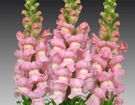 Львиный зев высокорослый Соннет F1 розовый купить