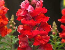 Львиный зев Соннет F1 Красный апельсин купить