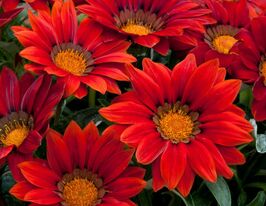 Газанія Новорічний мікс Бронзові відтінкикупити