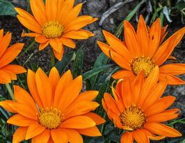 Газанія Новорічний мікс Прозорий апельсинкупити