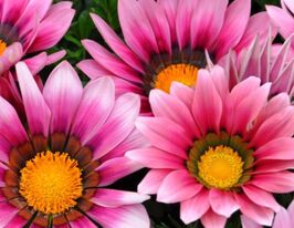 Газанія Новорічний мікс Рожеві відтінкикупити