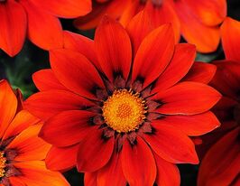 Газанія Новорічний мікс Червоні відтінкикупити