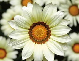 Газанія Новорічний мікс Білакупити