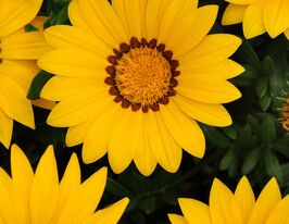 Газанія Новорічний мікс Жовтакупити