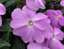 Бальзамін Дезіре F1 Лавендеркупити