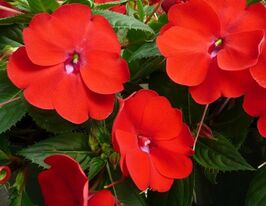 Бальзамін Дезіре F1 Червонийкупити