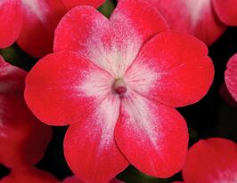 Бальзамін Дезіре F1 Червона зіркакупити