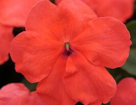 Бальзамін Дезіре F1 Салмонкупити