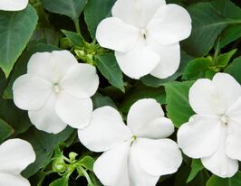 Бальзамін Дезіре F1 Білийкупити