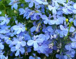 Лобелія Ерінус Рів'єра Марін Блюкупити