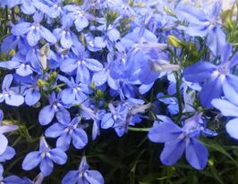 Лобелія Ерінус Рів'єра Блакитне небокупити