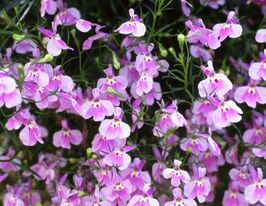 Лобелія Пендулла Регатта Лілаккупити