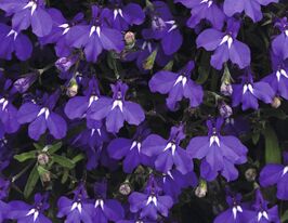 Лобелія Пендулла Регатта Темно-синякупити