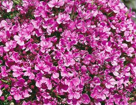 Лобелія Пендулла Регатта Роузкупити