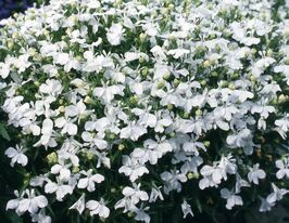 Лобелія Пендулла Регатта Білакупити