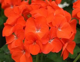 Пеларгонія Горизон F1 Помаранчевакупити