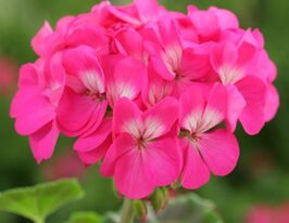 Пеларгонія Горизон F1 Рожевакупити