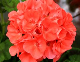 Пеларгонія Горизон F1 Салмонкупити