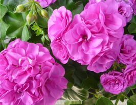 Пеларгонія Горизон F1 Фіолетовакупити