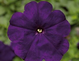 Петуния грандифлора Пакта парад голубая купить