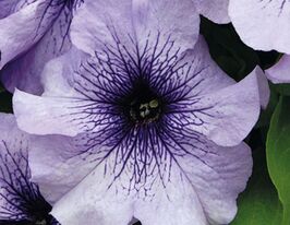 Петунія грандіфлора Пакта парад Блакитна жилкакупити