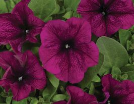 Петуния грандифлора Пакта парад Бордовая купить