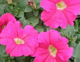 Петуния грандифлора Пакта парад Розовая роза купить