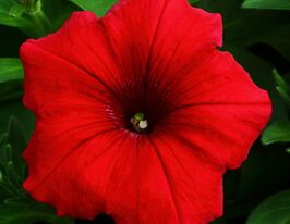 Петуния грандифлора Пакта парад Красная купить