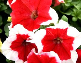 Петуния грандифлора Пакта парад Красная пікоте купить