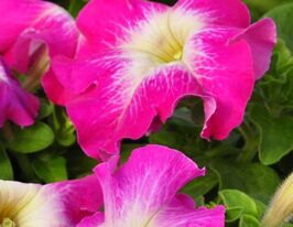 Петуния грандифлора Пакта парад Роуз Морн купить