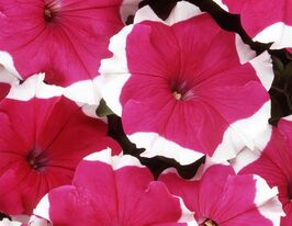 Петуния грандифлора Пакта парад Роуз Пикоте купить