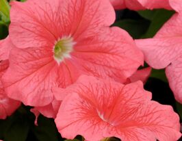 Петуния грандифлора Пакта парад Салмон купить