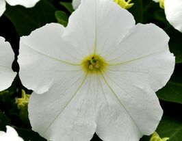 Петуния грандифлора Пакта парад Блая купить