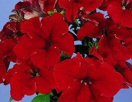 Петунія грандіфлора Парад плюс F1 Червонакупити