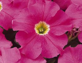 Петунія грандіфлора Парад плюс F1 Рожевакупити