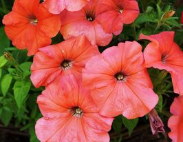 Петунія грандіфлора Парад плюс F1 Салмонкупити