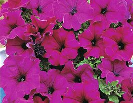 Петунія грандіфлора Парад плюс F1 Оксамитовакупити