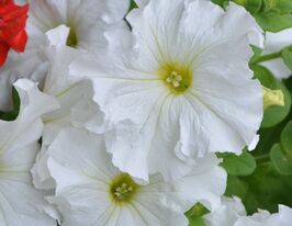 Петунія грандіфлора Парад плюс F1 Білакупити