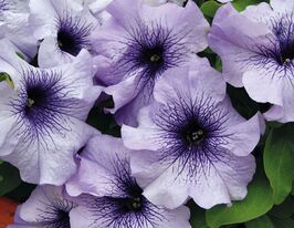 Петунія грандіфлора Парад F1 Блакитна жилкакупити