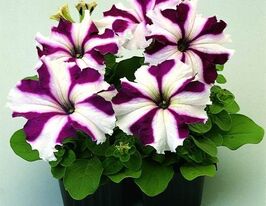 Петунія грандіфлора Парад F1 Багряна зіркакупити