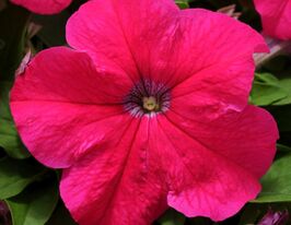 Петунія грандіфлора Парад F1 Дип Роузкупити