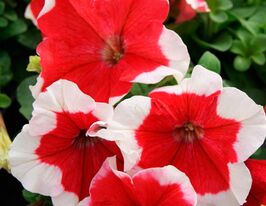 Петунія грандіфлора Парад пікоті F1 Червонакупити