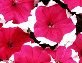 Петунія грандіфлора Парад пікоті F1 Рожевакупити