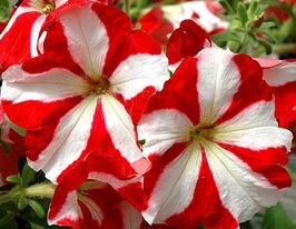 Петунія грандіфлора Парад F1 Ред Старкупити
