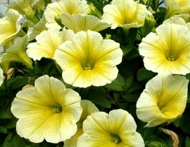 Петунія грандіфлора Парад F1 Жовтакупити